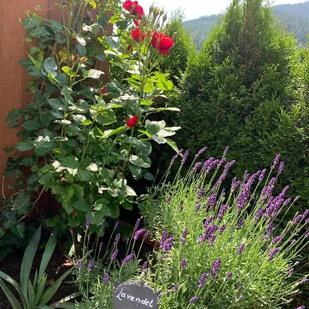 Filzmooserin - Smart Living In Filzmoos, Card Inklusive 4* Filzmoos